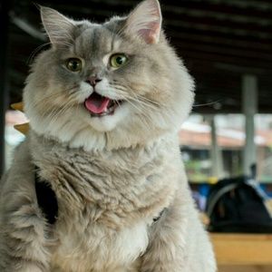 Meet your Posher, Josh